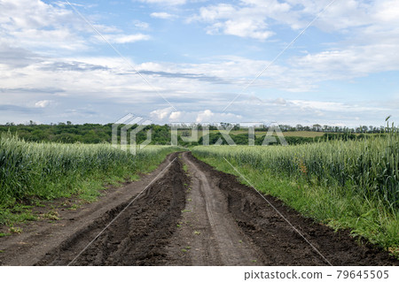 A road in a wheat field leading into the distance to the clouds. A road in a wheat field leading into the distance to the clouds. 79645505