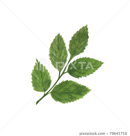 Green rose flower leaf simple watercolor illustration, hand drawn botanical floral image for greeting cards, wedding invitations, home decor, menu, banner Green rose flower leaf simple watercolor illustration, hand drawn botanical floral image for greeting cards, wedding invitations, home decor, menu, banner 79645758