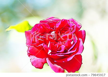 Pastel-like "red rose flower" illustration image 79645917