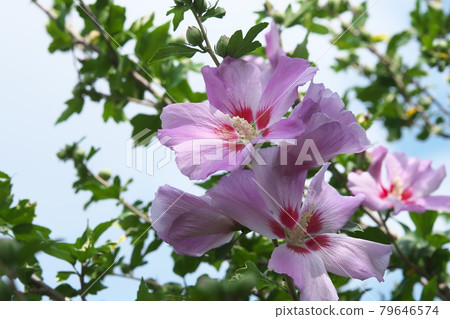 Mukuge [天空背景] 79646574