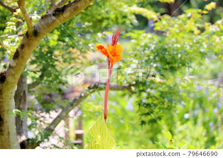Canna flower 79646690