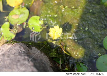 淺草花 淺草花 79646692