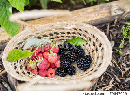 Garden trees blackberries and raspberries 79647029
