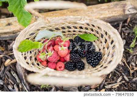 花園樹黑莓和覆盆子 79647030