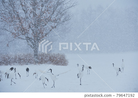 A flock of Japanese cranes I met at a feeding ground where it snows (Tsurui, Hokkaido) A flock of Japanese cranes I met at a feeding ground where it snows (Tsurui, Hokkaido) 79647192