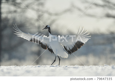 Red-crowned crane (Tsurui, Hokkaido) that came to the feeding area 79647335