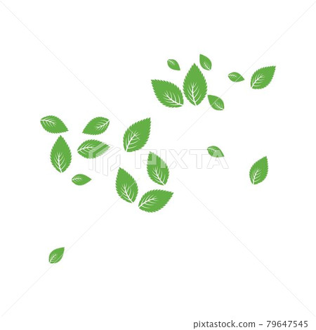 Mint leaf Background 79647545