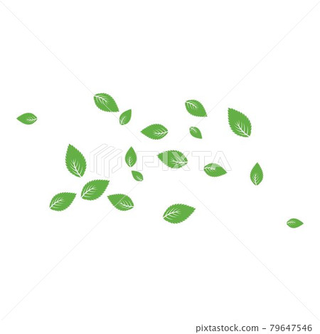 Mint leaf Background 79647546