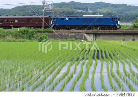 SL/EL Gunma Yokokawa running leisurely with the train reflected in the rice fields after rice planting_Photo taken on June 12, 2021 79647688