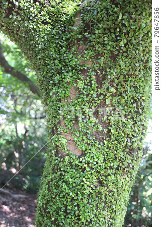 Lemmaphyllum 與一棵大樹纏繞在一起 Lemmaphyllum 與一棵大樹纏繞在一起 79647856