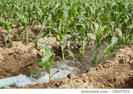 Young corn on a field at sunshine 79647910