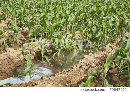 Young corn on a field at sunshine 79647911