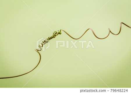 Close up of connected vine on light green background . Connected vine with shallow depth of field. Nature background with vine. Connecting with nature concept. 79648224