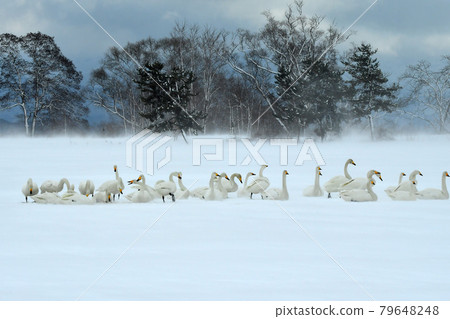 Swan of Inawashiro Swan of Inawashiro 79648248