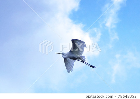 Great egret flying in the sky Great egret flying in the sky 79648352