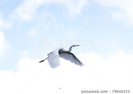 Great egret flying in the sky 79648353