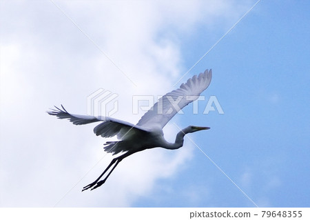 大白鷺在天上飛 79648355