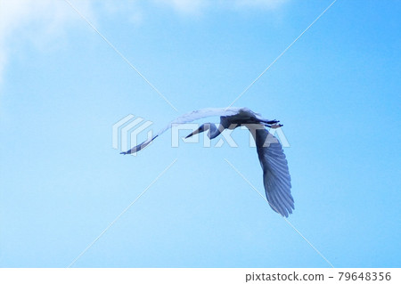 Great egret flying in the sky 79648356