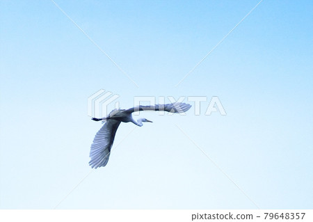 Great egret flying in the sky 79648357