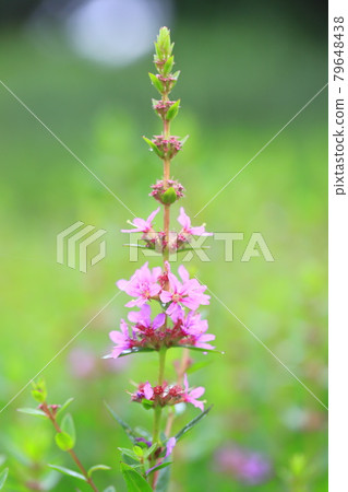 盛開的鮮花盛開 盛開的鮮花盛開 79648438