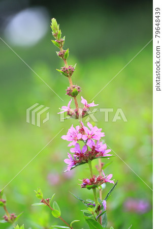 盛開的鮮花盛開 79648439