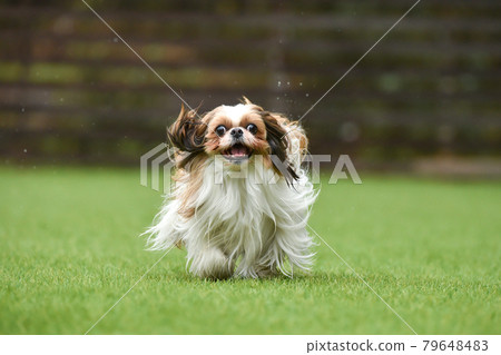 Shih Tzu playing in a dog run Shih Tzu playing in a dog run 79648483
