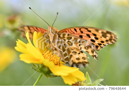 黃鉤蛺蝶 黃鉤蛺蝶 79648644