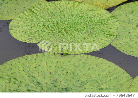 大妖荷葉 79648647