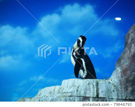 Popular African penguins 79648793
