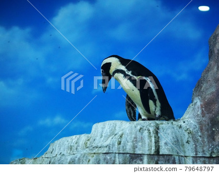 Popular African penguins 79648797