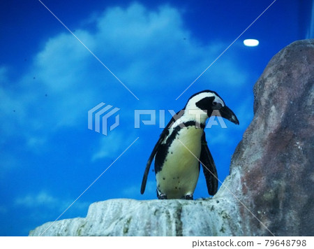Popular African penguins 79648798