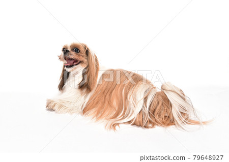 西施的簡單肖像 79648927