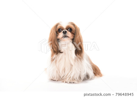Shih Tzu's simple portrait 79648945