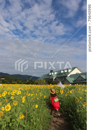 Sunflower field and girl 2 in Nanto city Sunflower field and girl 2 in Nanto city 79648996