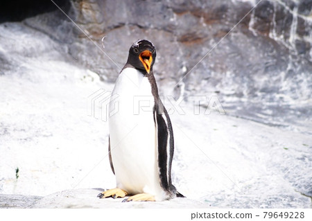 企鵝走 企鵝走 79649228