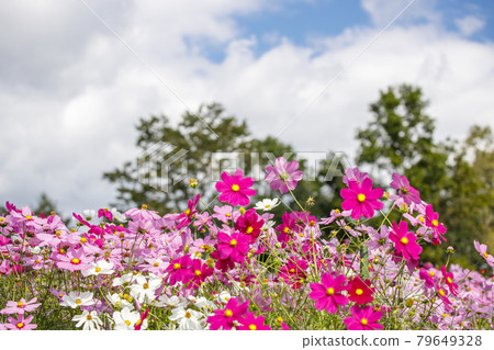 在高原的五顏六色的波斯菊領域在秋天 在高原的五顏六色的波斯菊領域在秋天 79649328