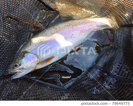 虹鱒魚 虹鱒魚 79649775