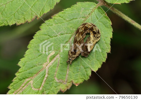 Creatures Insects Peach Blossom, larvae. Is the pattern of a series of brown triangles mimicking dead leaves? 79650130