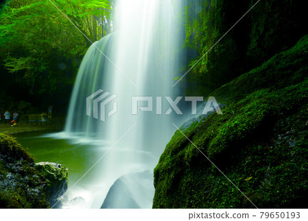 優雅而神秘的鍋瀧瀑布被清新的綠色所環繞 優雅而神秘的鍋瀧瀑布被清新的綠色所環繞 79650193
