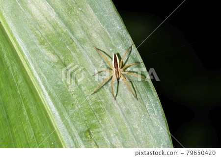 條紋的紅色蜘蛛運行 79650420