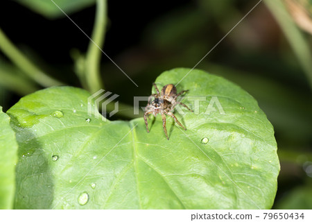 Denitz Huetri 79650434