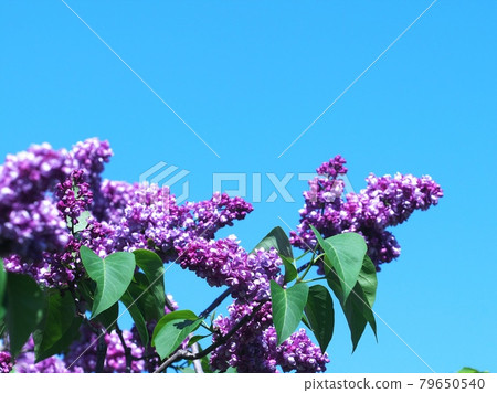 When the lila flowers bloom When the lila flowers bloom 79650540