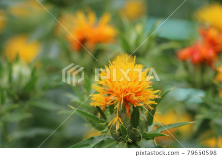 Yamagata Prefecture Flower Benihana 79650598