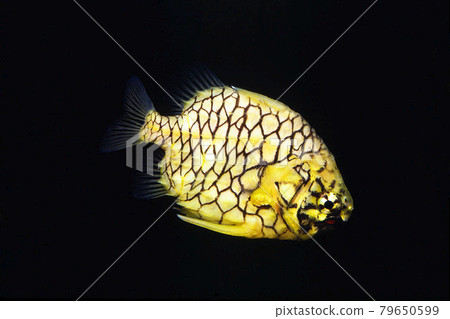 Monocentris japonica black background Monocentris japonica black background 79650599