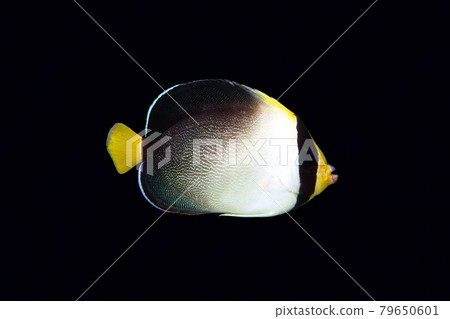 Chirimenyakko black background Chirimenyakko black background 79650601