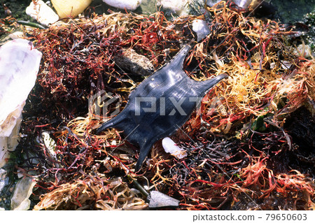 Drifting ray eggshell wreckage 79650603