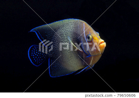 Semicircle angelfish black background Semicircle angelfish black background 79650606