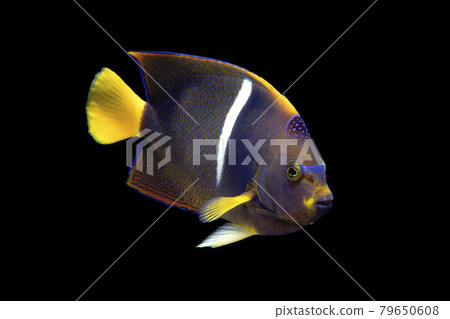 國王神仙魚黑色背景 國王神仙魚黑色背景 79650608