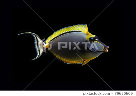 Yawning fish, Pacific orange-spine black background 79650609