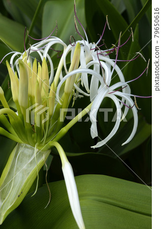 Crinum asiaticum that has begun to bloom Hamayu coastal plant Crinum asiaticum that has begun to bloom Hamayu coastal plant 79650616